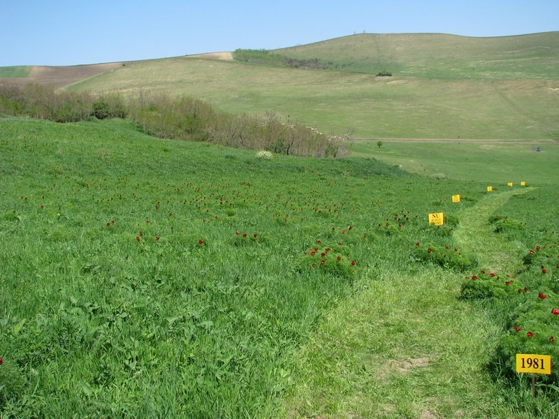 Bazsarózsa-rezervátum - Mezőzáh